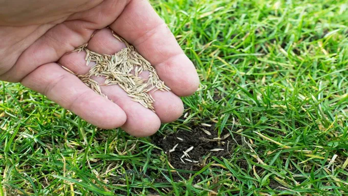 when should you seed bermuda grass