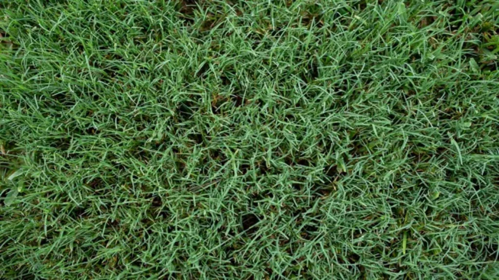 When Should You Seed Bermuda Grass for a Lush and Healthy Lawn