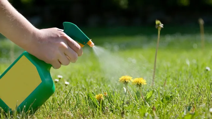 when should you spray weed killer