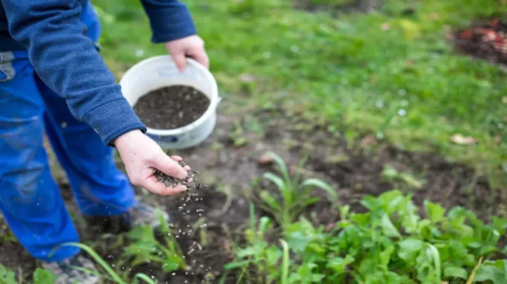 When to Add Fertilizer to Seedlings for Optimal Growth and Health