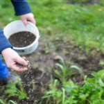 When to Add Fertilizer to Seedlings for Optimal Growth and Health