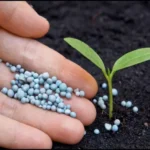 When to Apply 15-5-10 Fertilizer for Maximum Plant Growth