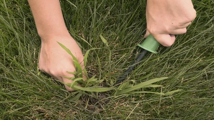 when to apply crabgrass preventer in minnesota