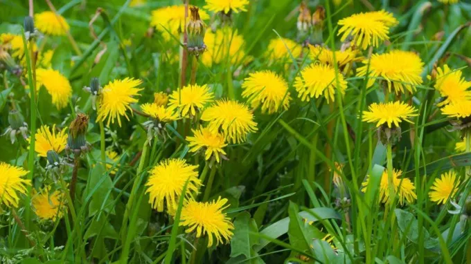 when to apply dandelion killer