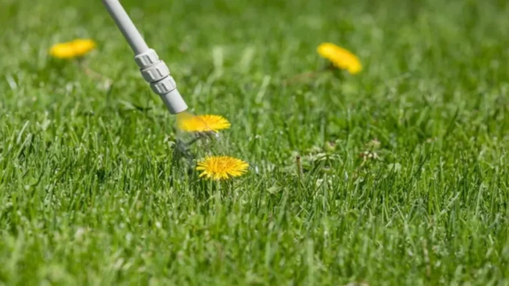 When to Apply Dandelion Killer: Best Timing and Tips for Effective Control