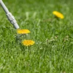 When to Apply Dandelion Killer: Best Timing and Tips for Effective Control