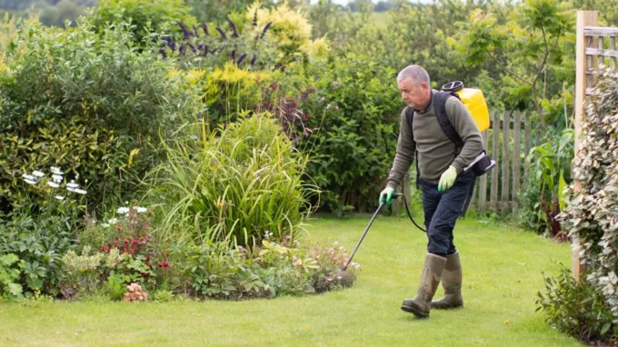 when to apply lawn insecticide