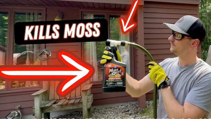 when to apply moss ex