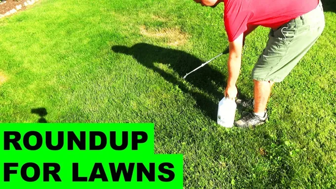 when to apply roundup for lawns