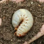 When to Apply Scotts GrubEx for Effective Grub Control