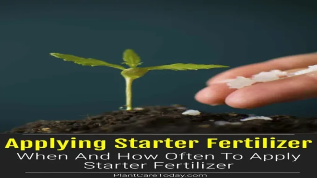 When to Apply Starter Fertilizer When Overseeding: Best Timing Tips