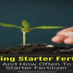 When to Apply Starter Fertilizer When Overseeding: Best Timing Tips