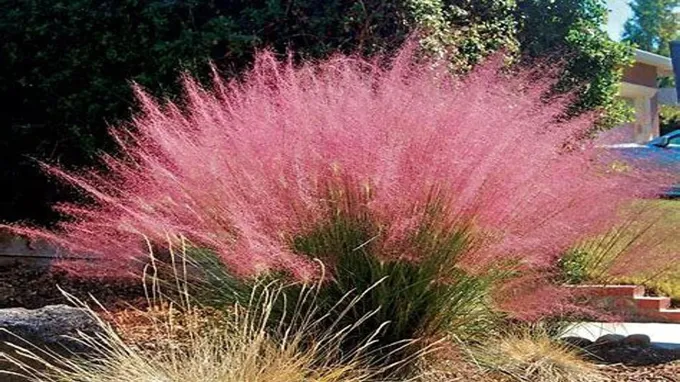 when to cut back muhly grass in nc