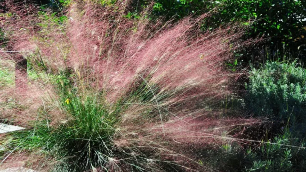 When to Cut Back Muhly Grass in NC: Essential Tips and Timing