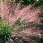 When to Cut Back Muhly Grass in NC: Essential Tips and Timing