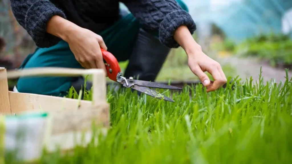 When to Cut New Grass: Best Time and Tips for a Healthy Lawn