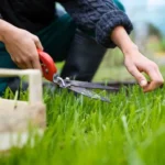 When to Cut New Grass: Best Time and Tips for a Healthy Lawn