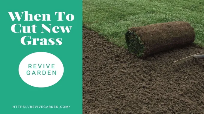 when to cut new grass for the first time