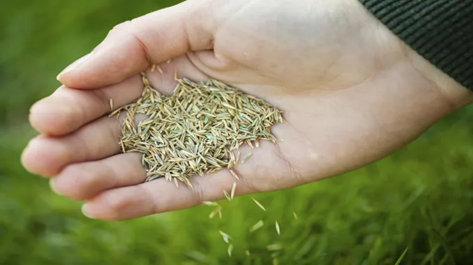 when to cut new grass seed