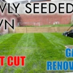 When to Cut Newly Seeded Grass: Tips for Timing Your First Mow