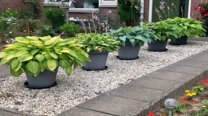 when to divide hostas in pots