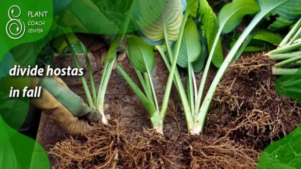 When to Divide Hostas in Pots: A Step-by-Step Guide for Success