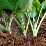 When to Divide Hostas in Pots: A Step-by-Step Guide for Success