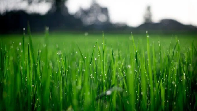 when to fertilize grass in oregon