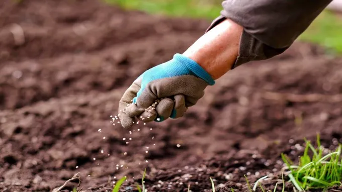 when to fertilize lawn in east texas