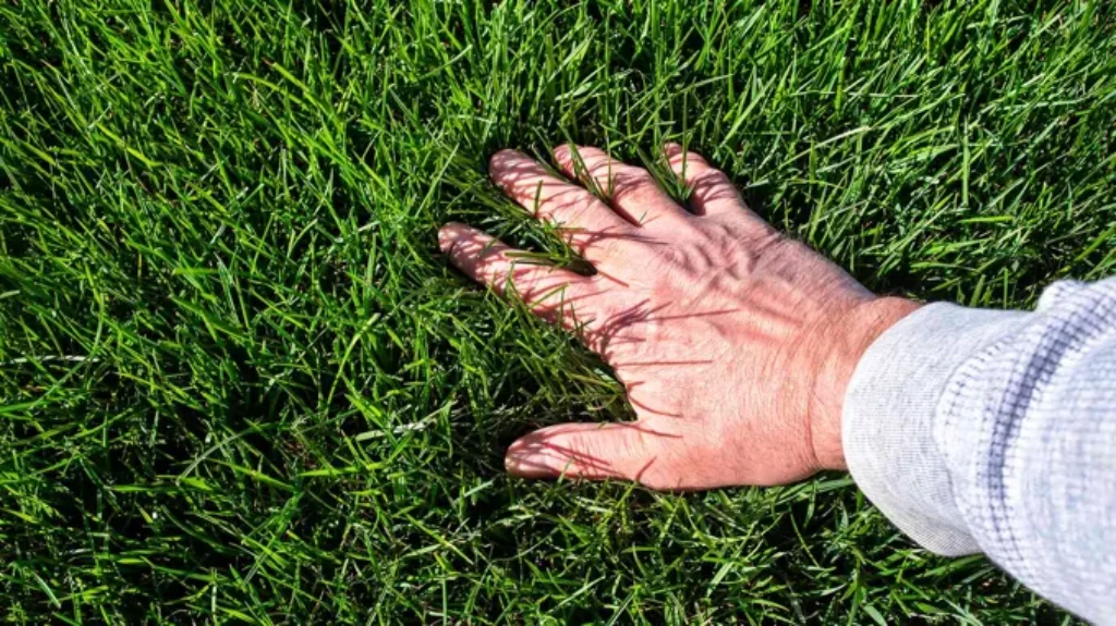 When to Fertilize Lawn in East Texas: Best Timing Tips for Healthy Grass