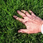 When to Fertilize Lawn in East Texas: Best Timing Tips for Healthy Grass