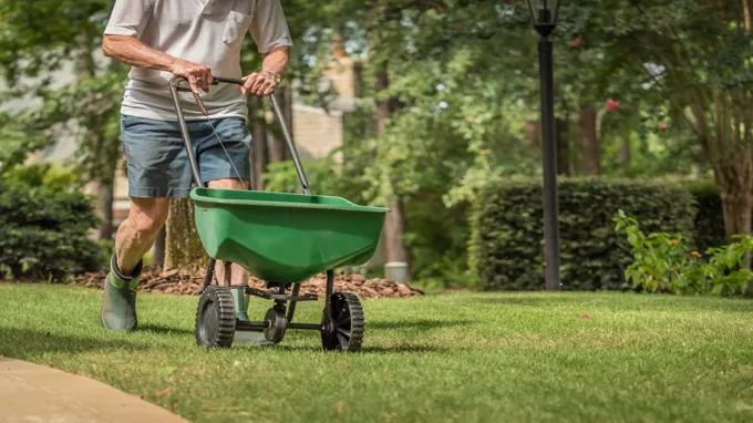 when to fertilize lawn in south texas