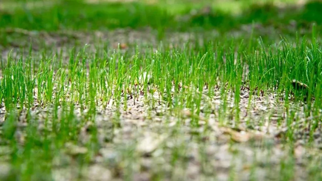 When to Fertilize Lawn Long Island: Best Timing and Tips for a Lush Yard