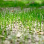 When to Fertilize Lawn Long Island: Best Timing and Tips for a Lush Yard