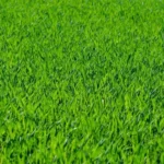 When to Fertilize Lawn in Utah: Best Timing for a Healthy Yard