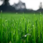 When to Fertilize New Grass: Best Timing and Tips for Success