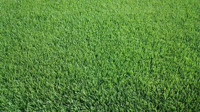 when to fertilize zoysia grass in texas