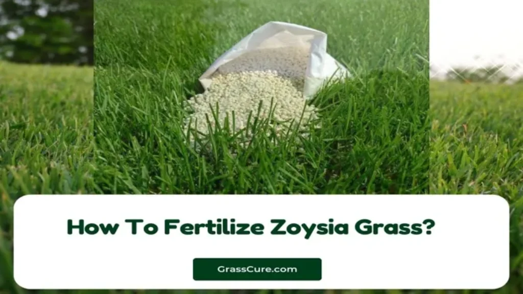 When to Fertilize Zoysia Grass in Texas: Best Timing and Tips for Healthy Growth