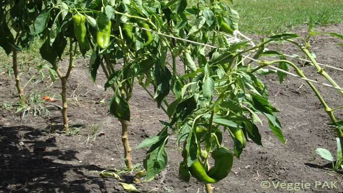 when to harvest giant marconi peppers