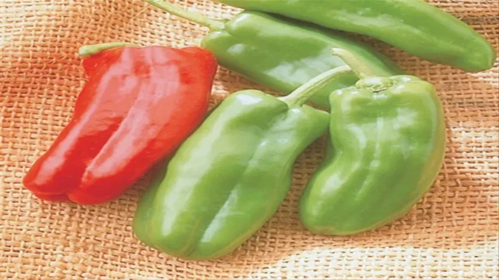 When to Harvest Giant Marconi Peppers for Maximum Flavor and Yield