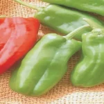 When to Harvest Giant Marconi Peppers for Maximum Flavor and Yield