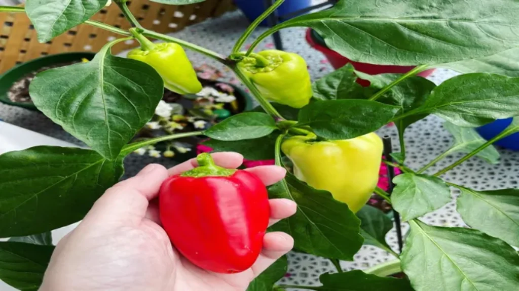 When to Harvest Gypsy Peppers for Peak Flavor and Nutrition