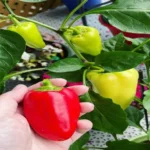 When to Harvest Gypsy Peppers for Peak Flavor and Nutrition