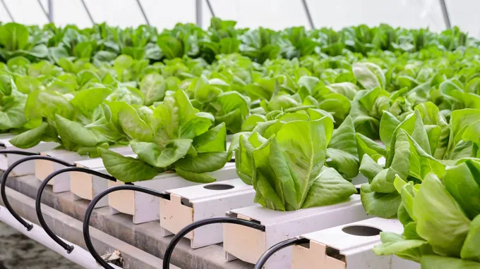 when to harvest hydroponic lettuce