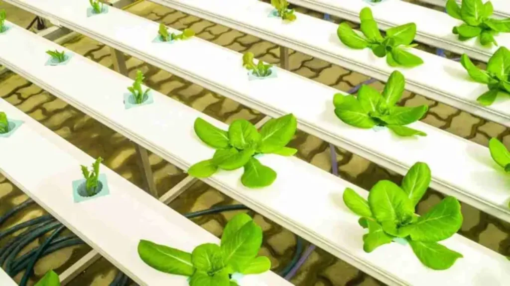 When to Harvest Hydroponic Lettuce: A Guide to Perfect Timing