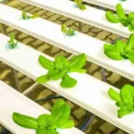 When to Harvest Hydroponic Lettuce: A Guide to Perfect Timing