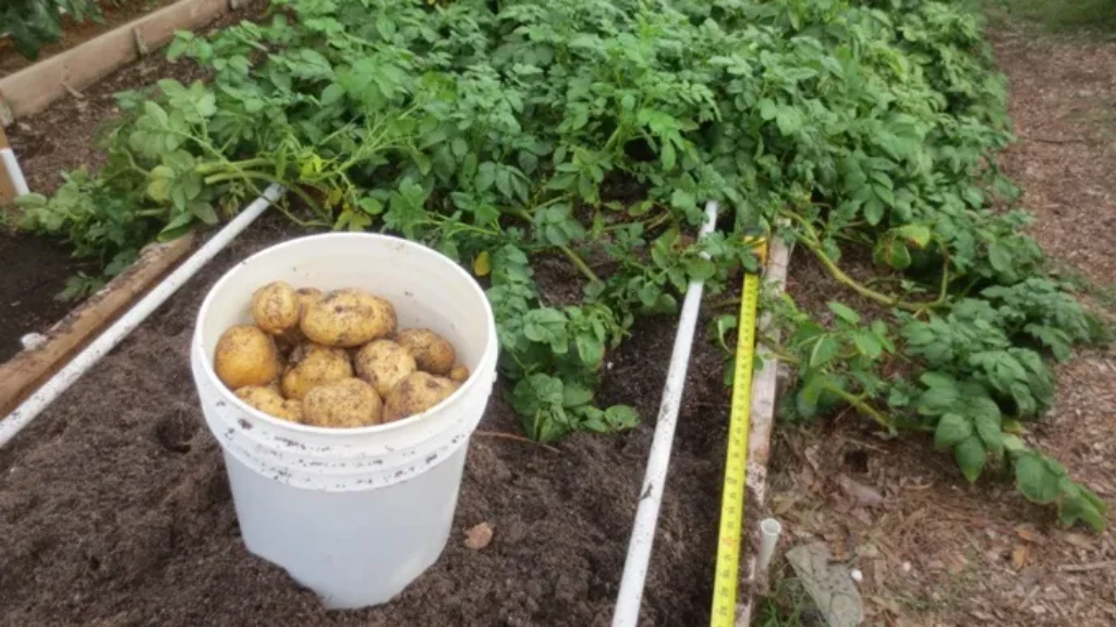 When to Harvest Yukon Gold Potatoes for Maximum Flavor and Yield