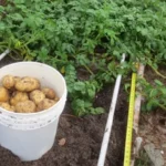 When to Harvest Yukon Gold Potatoes for Maximum Flavor and Yield