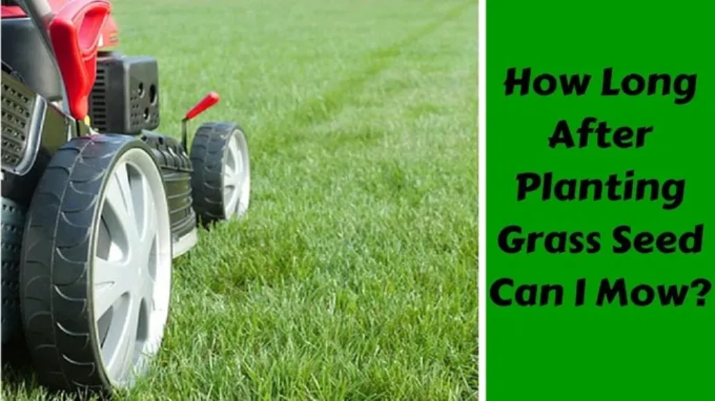 When to Mow After Planting Grass Seed: A Complete Guide for Lawn Care