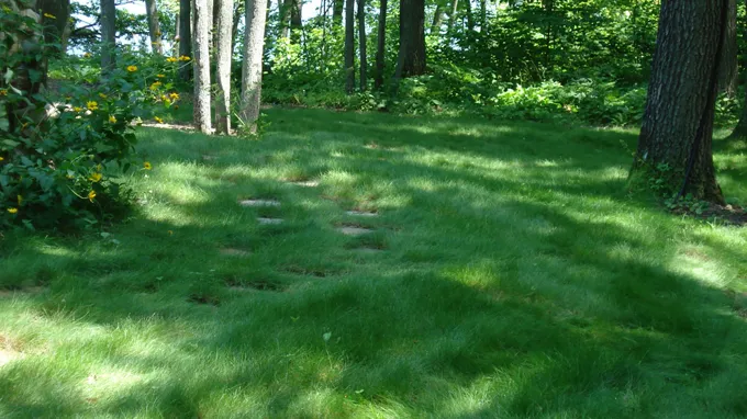 when to mow new grass seed